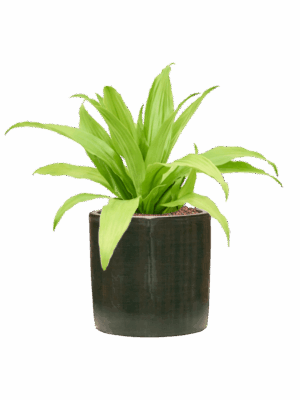 Dracaena Fragrans Limelight In Plain Striped D 15 H 40 cm - PlantenShop24 - 05-05-2025