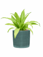 Dracaena Fragrans Limelight In Plain Striped D 15 H 40 cm - PlantenShop24 - 05-05-2025
