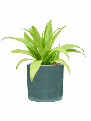 Dracaena Fragrans Limelight In Plain Striped D 15 H 40 cm - PlantenShop24 - 05-05-2025