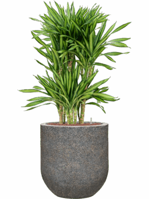 Dracaena Fragrans Riki In Baq Naturescast D 25 H 128 cm - PlantenShop24 - 02-05-2025