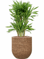 Dracaena Fragrans Riki In Baq Naturescast D 25 H 128 cm - PlantenShop24 - 02-05-2025