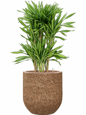 Dracaena Fragrans Riki In Baq Naturescast D 25 H 128 cm - PlantenShop24 - 02-05-2025