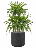 Dracaena Fragrans Riki In Baq Raindrop D 21 H 119 cm - PlantenShop24 - 14-05-2025