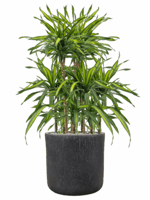 Dracaena Fragrans Riki In Baq Raindrop D 21 H 119 cm - PlantenShop24 - 14-05-2025