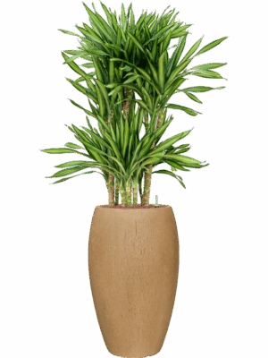 Dracaena Fragrans Riki In Baq Raindrop D 25 H 139 cm - PlantenShop24 - 02-05-2025
