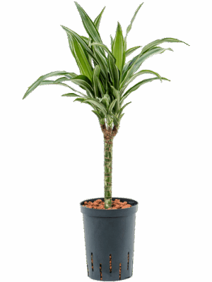 Dracaena Fragrans Ulises D 15 H 60 cm - PlantenShop24 - 22-05-2025