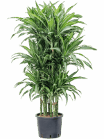 Dracaena Fragrans Ulises D 28 H 140 cm - PlantenShop24 - 19-05-2025
