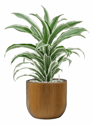 Dracaena Fragrans White Jewel In Capi Nature Groove D 17 H 59 cm - PlantenShop24 - 01-05-2025