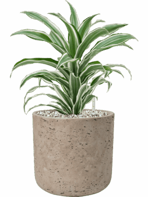 Dracaena Fragrans White Jewel In Rough D 17 H 41 cm - PlantenShop24 - 12-05-2025