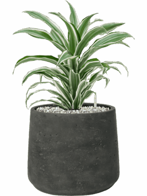 Dracaena Fragrans White Jewel In Rough D 17 H 42 cm - PlantenShop24 - 26-05-2025