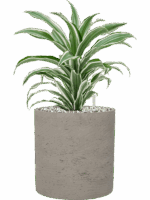 Dracaena Fragrans White Jewel In Rough D 17 H 43 cm - PlantenShop24 - 19-05-2025