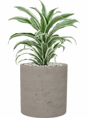 Dracaena Fragrans White Jewel In Rough D 17 H 43 cm - PlantenShop24 - 19-05-2025