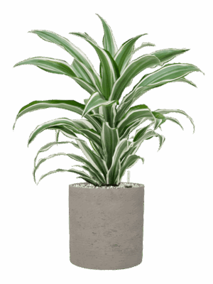 Dracaena Fragrans White Jewel In Rough D 17 H 59 cm - PlantenShop24 - 19-05-2025