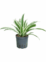 Dracaena Fragrans White Stripe D 13 H 30 cm - PlantenShop24 - 08-05-2025