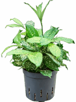Dracaena Godseffiana Florida Beauty D 13 H 25 cm - PlantenShop24 - 01-05-2025