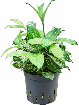 Dracaena Godseffiana Florida Beauty D 13 H 25 cm - PlantenShop24 - 01-05-2025