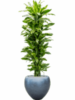 Dracaena Golden Coast In Baq Metallic Silver Leaf D 31 H 181 cm - PlantenShop24 - 23-05-2025