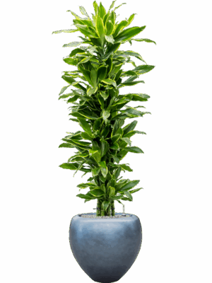 Dracaena Golden Coast In Baq Metallic Silver Leaf D 31 H 181 cm - PlantenShop24 - 23-05-2025