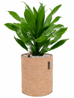 Dracaena Green Jewel In Lechuza Trendcover Cork D 17 H 50 cm - PlantenShop24 - 02-05-2025