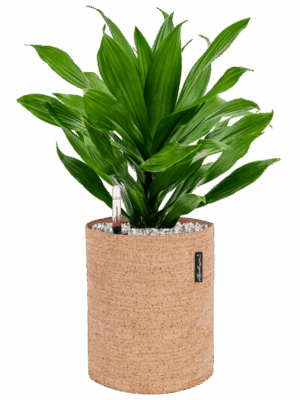Dracaena Green Jewel In Lechuza Trendcover Cork D 17 H 50 cm - PlantenShop24 - 01-05-2025
