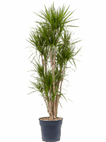 Dracaena Marginata D 34 H 190 cm - PlantenShop24 - 15-05-2025