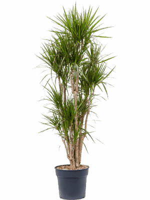 Dracaena Marginata D 34 H 190 cm - PlantenShop24 - 15-05-2025