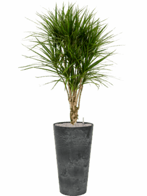 Dracaena Marginata In Artstone D 27 H 184 cm - PlantenShop24 - 11-05-2025