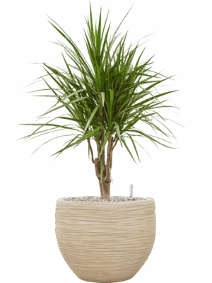 Dracaena Marginata In Baq Dune D 24 H 94 cm - PlantenShop24 - 26-05-2025