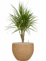 Dracaena Marginata In Baq Dune D 24 H 94 cm - PlantenShop24 - 26-05-2025