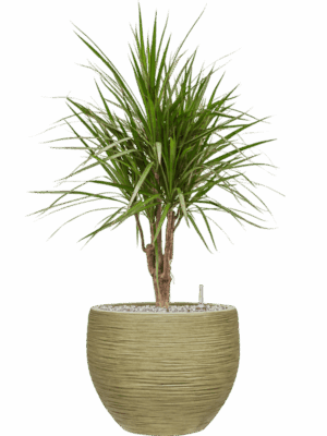 Dracaena Marginata In Baq Dune D 24 H 94 cm - PlantenShop24 - 26-05-2025