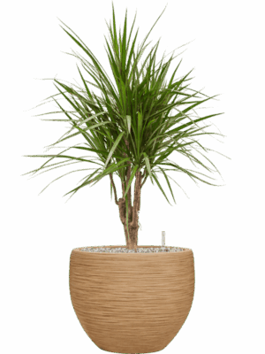 Dracaena Marginata In Baq Dune D 24 H 94 cm - PlantenShop24 - 26-05-2025