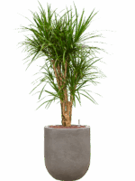 Dracaena Marginata In Baq Nucast D 22 H 112 cm - PlantenShop24 - 28-05-2025