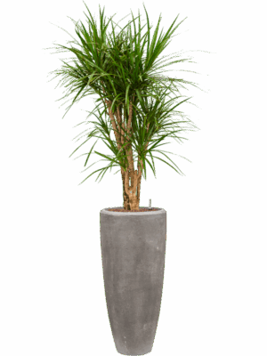 Dracaena Marginata In Baq Polystone Plain D 18 H 168 cm - PlantenShop24 - 01-05-2025