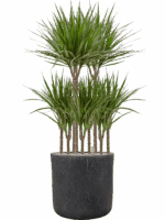 Dracaena Marginata In Baq Raindrop D 21 H 131 cm - PlantenShop24 - 14-05-2025