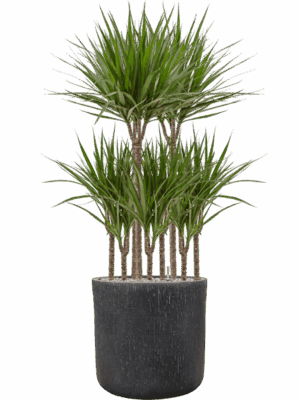 Dracaena Marginata In Baq Raindrop D 21 H 131 cm - PlantenShop24 - 14-05-2025