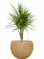 Dracaena Marginata In Baq Raindrop D 24 H 95 cm - PlantenShop24 - 26-05-2025