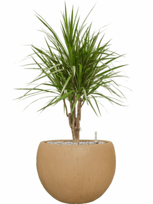 Dracaena Marginata In Baq Raindrop D 24 H 95 cm - PlantenShop24 - 26-05-2025