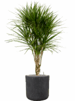 Dracaena Marginata In Baq Raindrop D 27 H 157 cm - PlantenShop24 - 14-05-2025