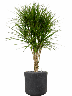 Dracaena Marginata In Baq Raindrop D 27 H 157 cm - PlantenShop24 - 14-05-2025
