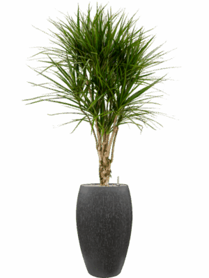 Dracaena Marginata In Baq Raindrop D 27 H 176 cm - PlantenShop24 - 15-05-2025