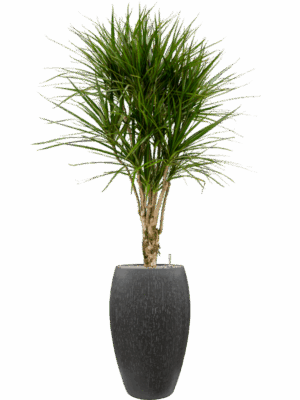 Dracaena Marginata In Baq Raindrop D 27 H 176 cm - PlantenShop24 - 15-05-2025