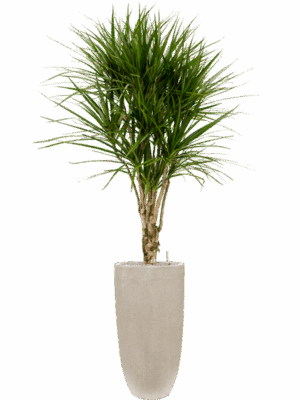 Dracaena Marginata In Baq Raindrop D 27 H 178 cm - PlantenShop24 - 15-05-2025