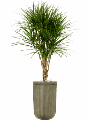 Dracaena Marginata In Baq Vertical Rib D 27 H 173 cm - PlantenShop24 - 15-05-2025