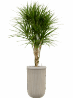 Dracaena Marginata In Baq Vertical Rib D 27 H 173 cm - PlantenShop24 - 15-05-2025