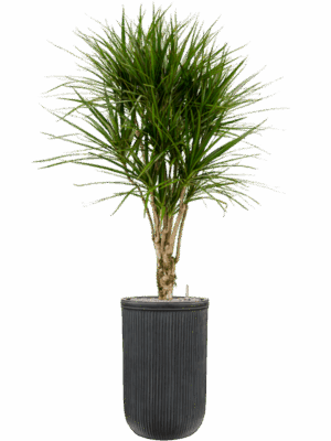 Dracaena Marginata In Baq Vertical Rib D 27 H 173 cm - PlantenShop24 - 15-05-2025