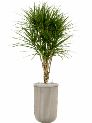 Dracaena Marginata In Baq Vertical Rib D 27 H 173 cm - PlantenShop24 - 15-05-2025