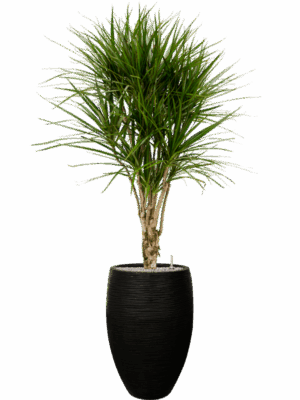 Dracaena Marginata In Capi Nature Rib NL D 27 H 175 cm - PlantenShop24 - 22-05-2025