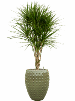 Dracaena Marginata In Laos D 27 H 170 cm - PlantenShop24 - 27-05-2025