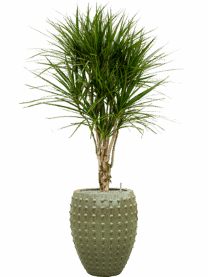 Dracaena Marginata In Laos D 27 H 170 cm - PlantenShop24 - 27-05-2025