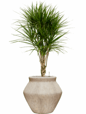 Dracaena Marginata In Mineral D 27 H 137 cm - PlantenShop24 - 12-05-2025